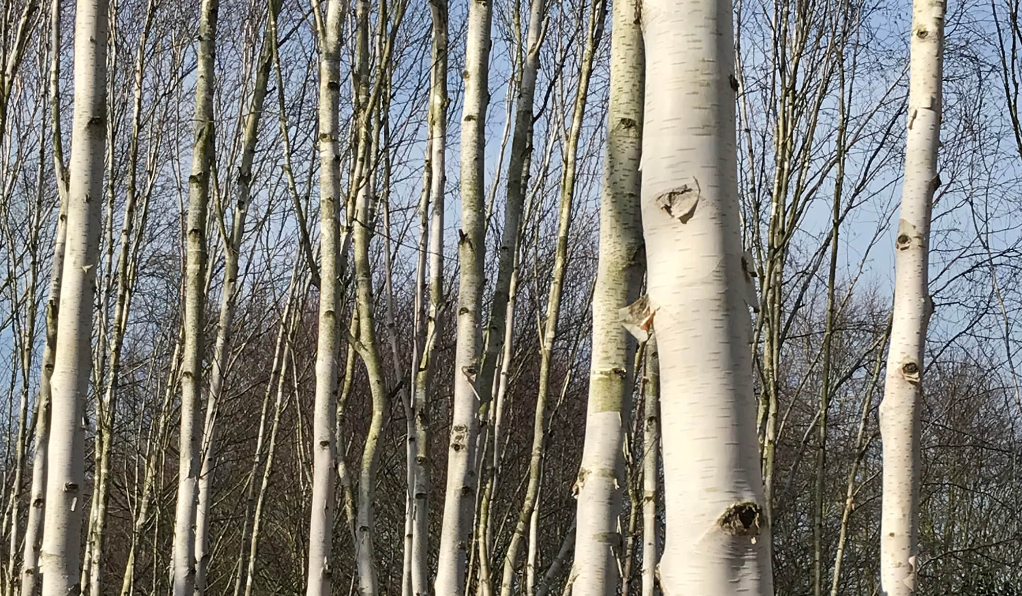 Return to Birches